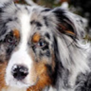 Meet your Posher, Joe